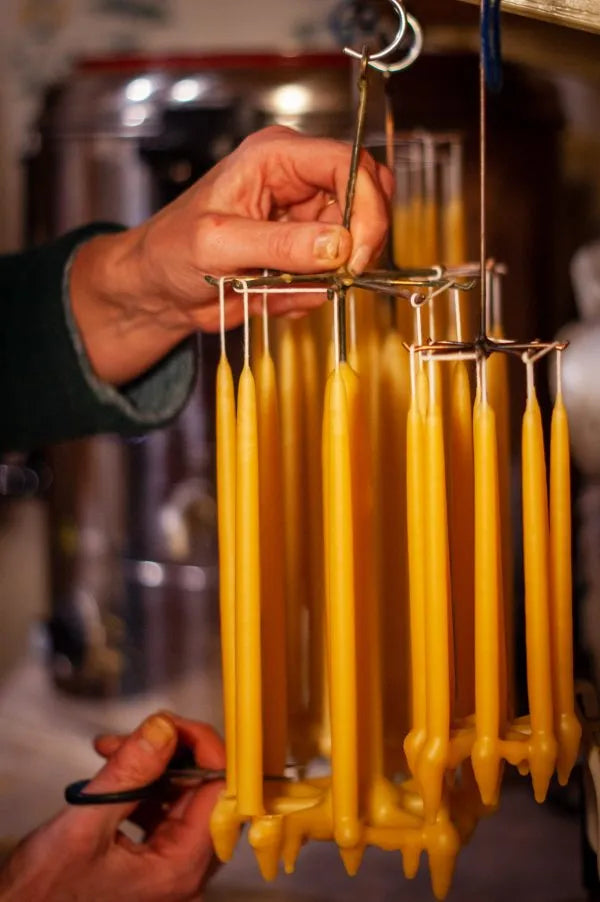 Alchemilla - Dinerkaarsen - 2 stuks - Bijenwas