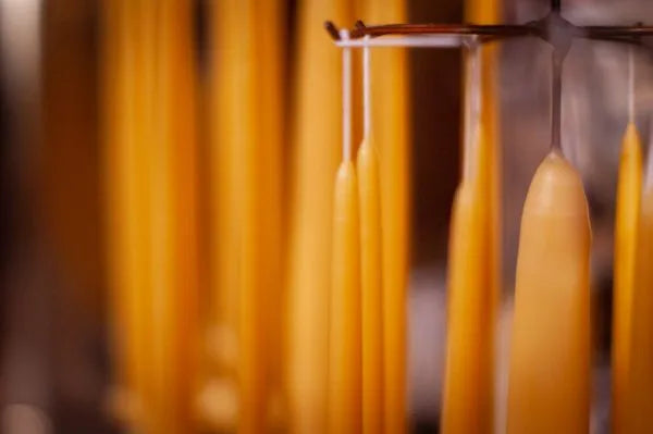 Alchemilla - Dinerkaarsen - 2 stuks - Bijenwas