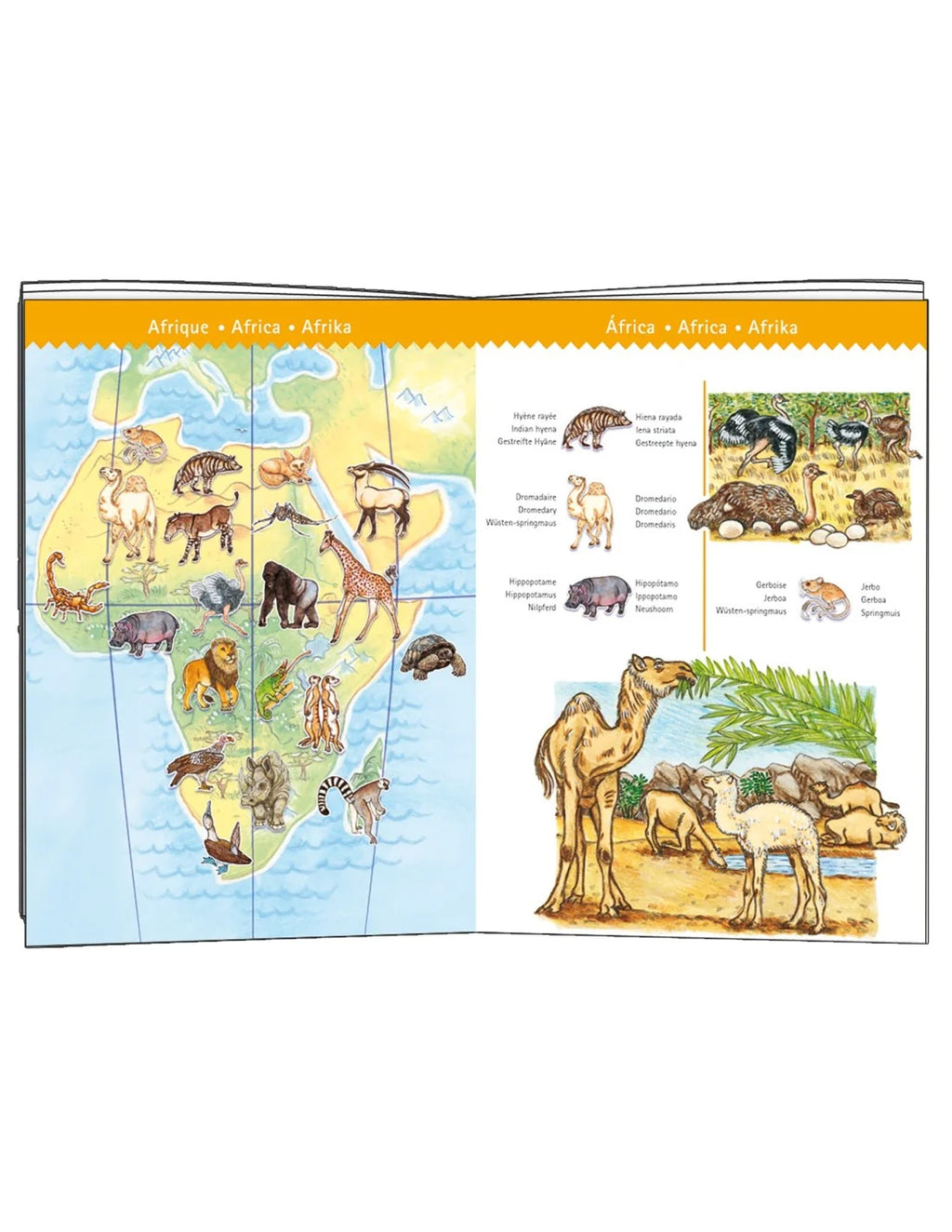 Djeco - Observatie puzzel - De dieren van de wereld